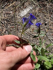 Gentiana affinis
