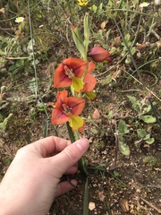 Gladiolus alatus