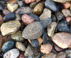 Lepidochelys olivacea