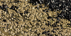 Balanus glandula