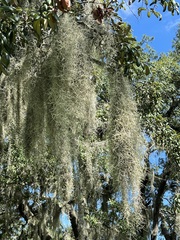 Tillandsia usneoides