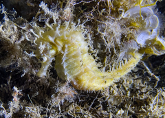 Hippocampus guttulatus