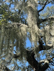 Tillandsia usneoides