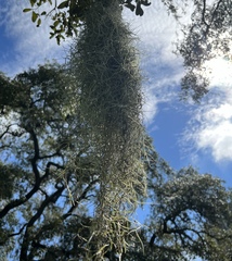Tillandsia usneoides