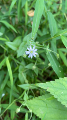 Stellaria aquatica