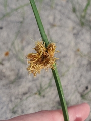 Schoenoplectus pungens