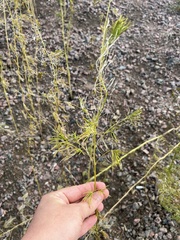 Descurainia sophioides