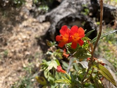 Diplacus parviflorus