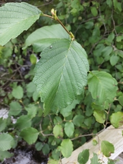 Alnus incana