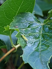 Graphocephala versuta