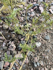 Descurainia sophioides