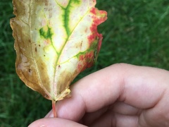 Acer rubrum