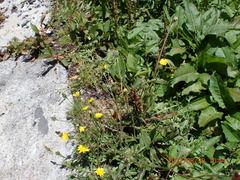 Hieracium morii