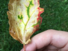 Acer rubrum