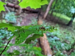 Vasates aceriscrumena