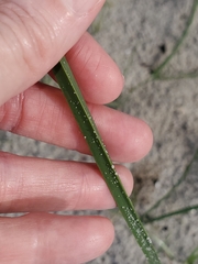 Schoenoplectus pungens