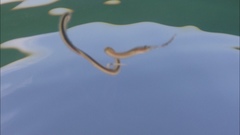 Cerebratulus