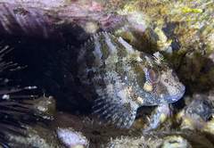 Parablennius gattorugine