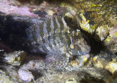 Parablennius gattorugine