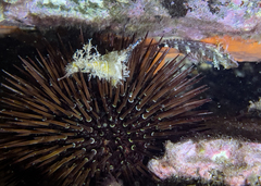 Tripterygion delaisi