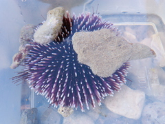 Sphaerechinus granularis