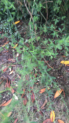 Genista monspessulana