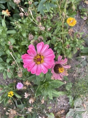 Zinnia elegans