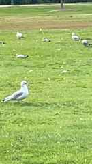 Larus delawarensis