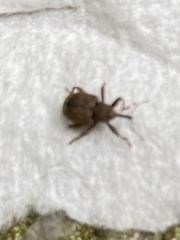 Conotrachelus posticatus