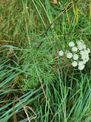 Seseli annuum