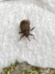 Conotrachelus posticatus