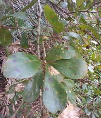 Quercus nigra