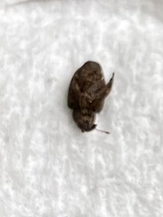 Conotrachelus posticatus