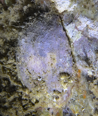 Mollusca