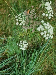 Seseli annuum