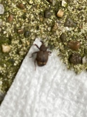 Conotrachelus posticatus