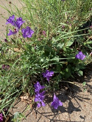 Ruellia nudiflora