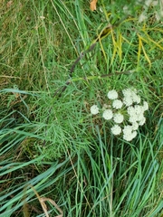 Seseli annuum
