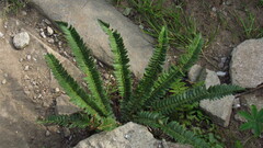 Polystichum lonchitis
