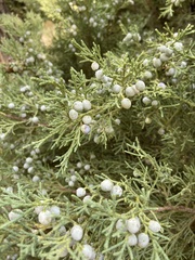 Juniperus osteosperma