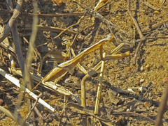 Schizomantodea