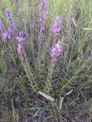 Liatris punctata