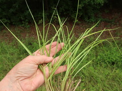 Paspalum notatum