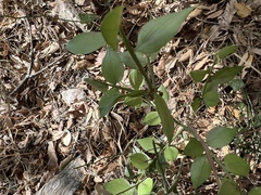 Ruscus aculeatus