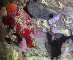 Halocynthia papillosa