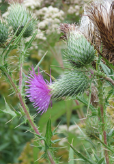 Cirsium pumilum
