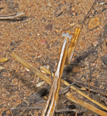 Schizomantodea