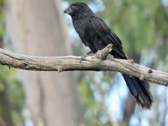 Crotophaga sulcirostris