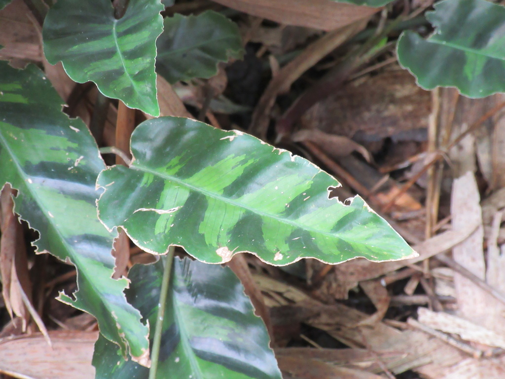 Goeppertia Lietzei Botanical Realm 