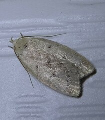 Machimia tentoriferella